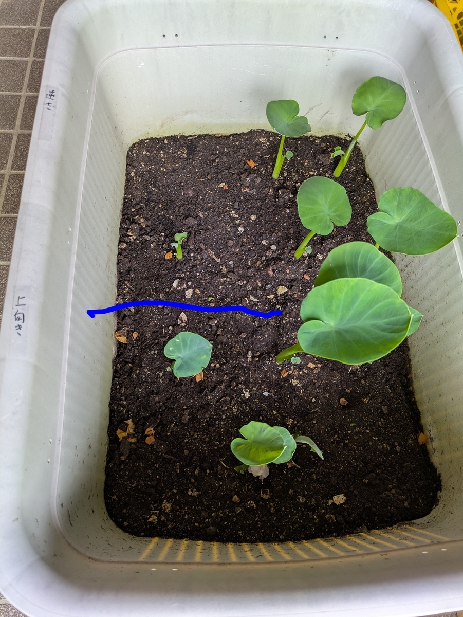 5月8日の様子。逆さ植えの勢いが強くなってきた