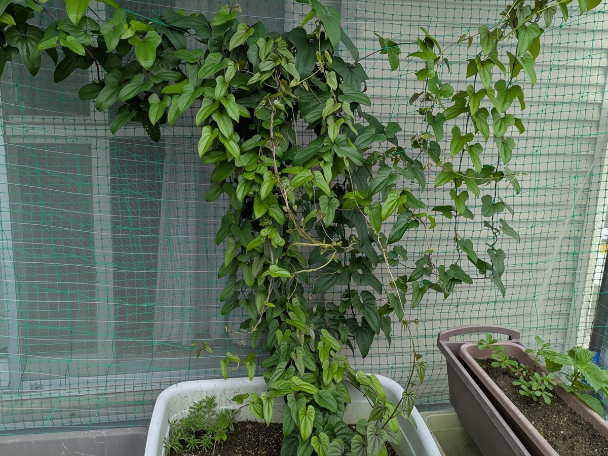 •	元気な様子のプランターの長芋