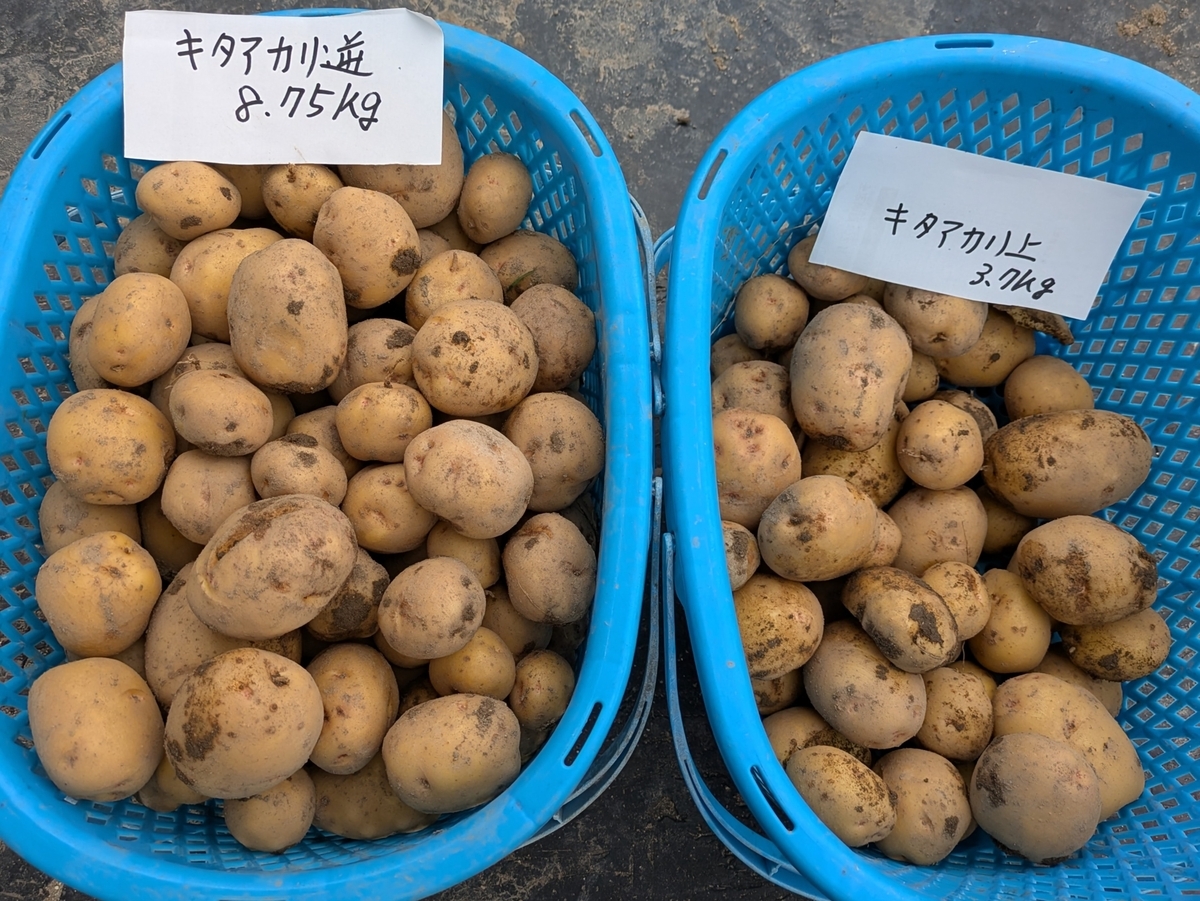 キタアカリ「逆さ植え」「上向き植え」を並べて