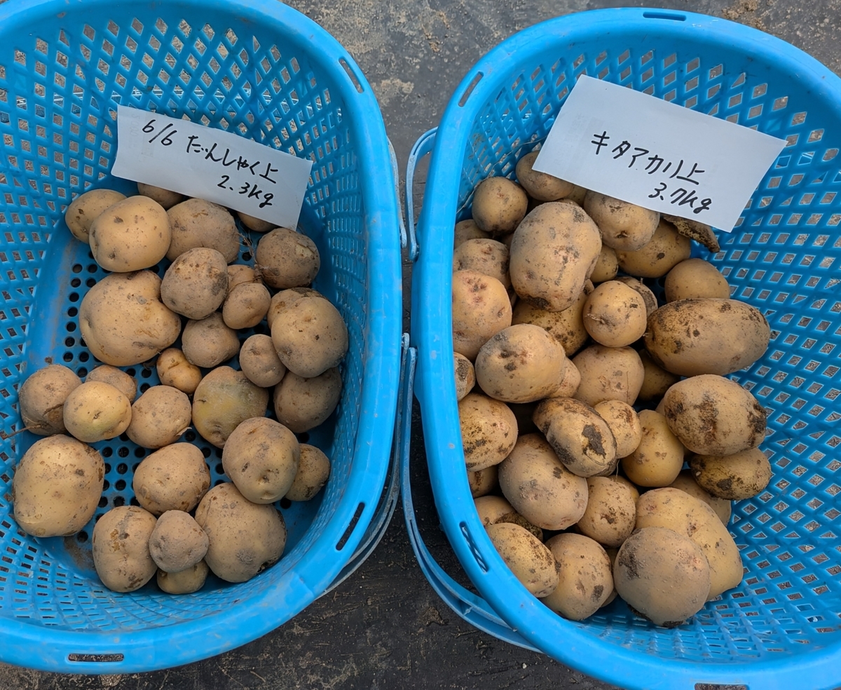 男爵イモとキタアカリの「上向き植え」を並べて