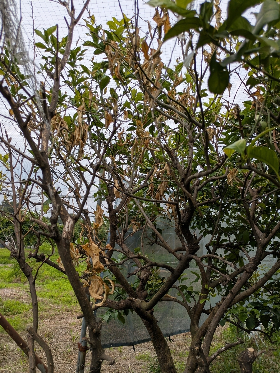 レモンの木の枯れた部分