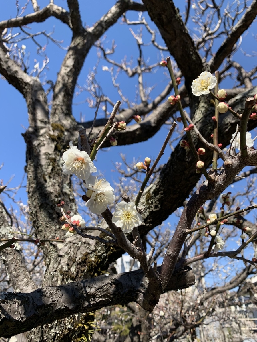 f:id:Octoberabbit:20220316220530j:plain