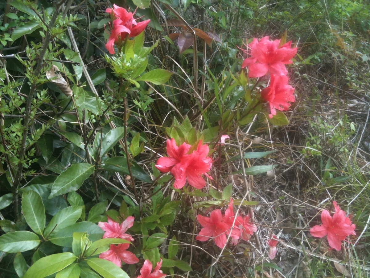 f:id:Odawara94:20190420091214j:plain