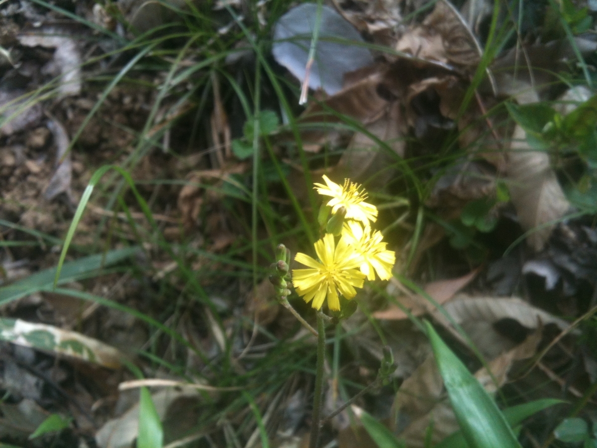 f:id:Odawara94:20190420092857j:plain