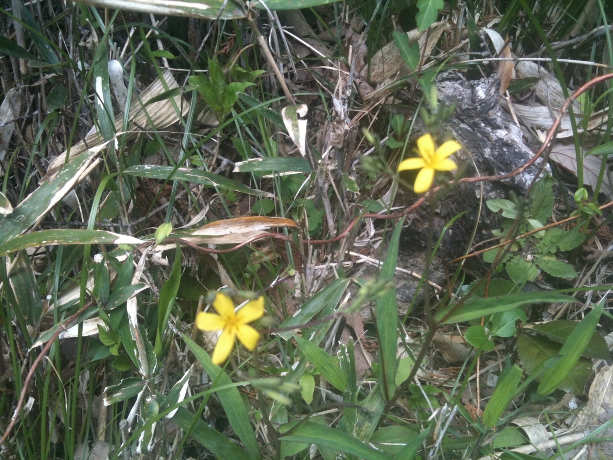 f:id:Odawara94:20190420105314j:plain