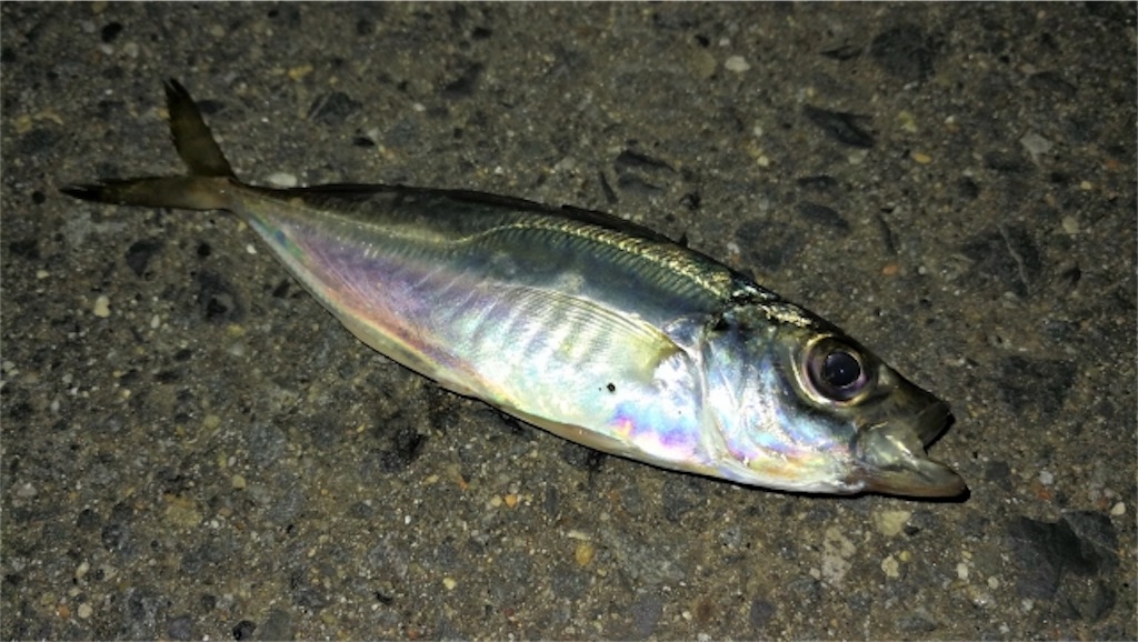 f:id:Ohs198872:20200219152118j:image f:id:Ohs198872:20200219152118j:image