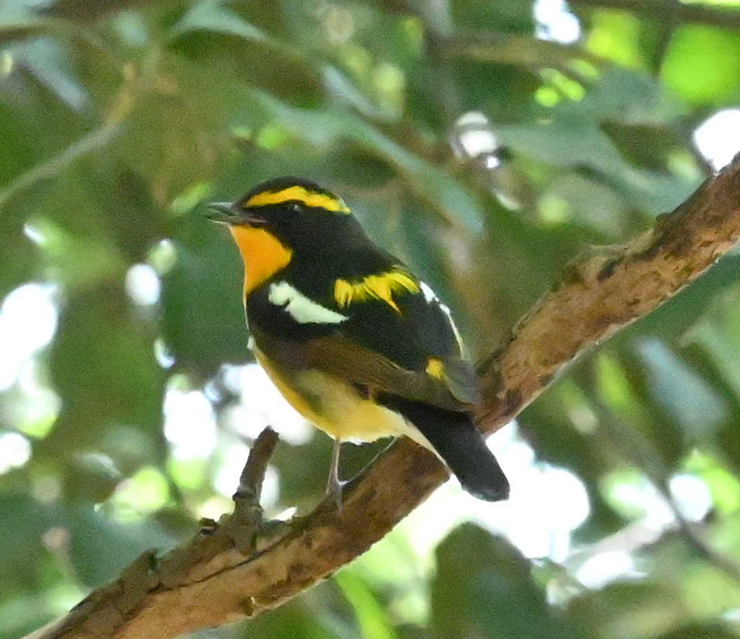 横浜・金井遊水池の鳥たち - マチ中で鳥を探して（旧：韓国で．．．鳥