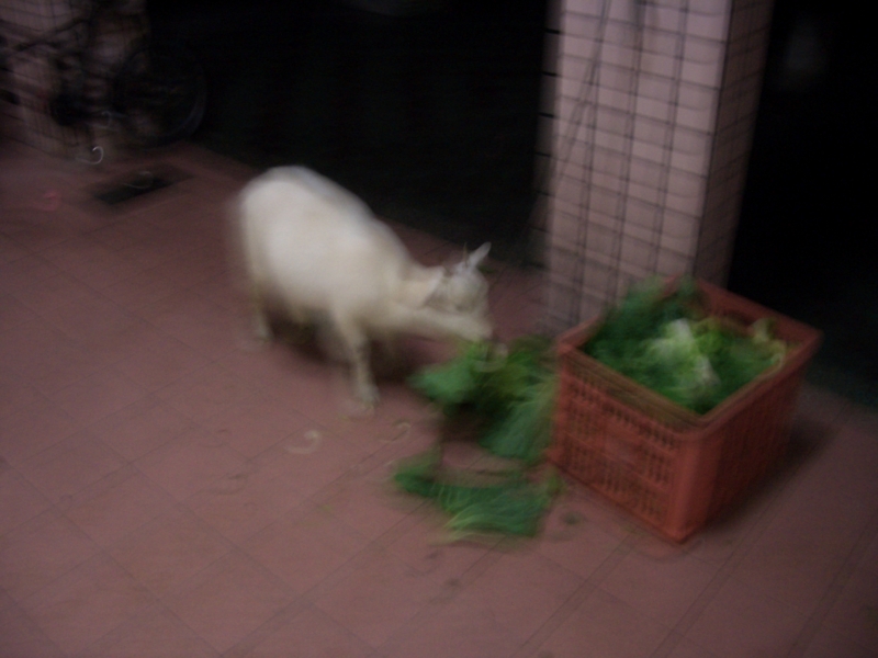 f:id:OkadaMitsuru:20121118192432j:image