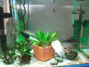 f:id:Okayo:20080217185649j:image