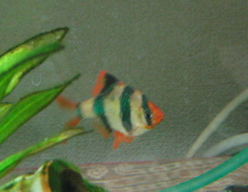 f:id:Okayo:20080217190346j:image