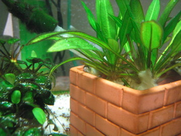 f:id:Okayo:20080217190347j:image