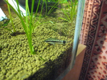f:id:Okayo:20080217190348j:image
