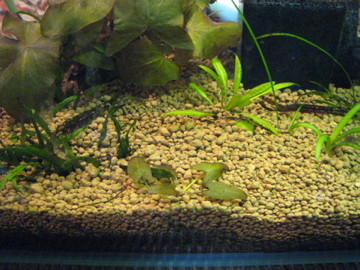 f:id:Okayo:20080217190349j:image