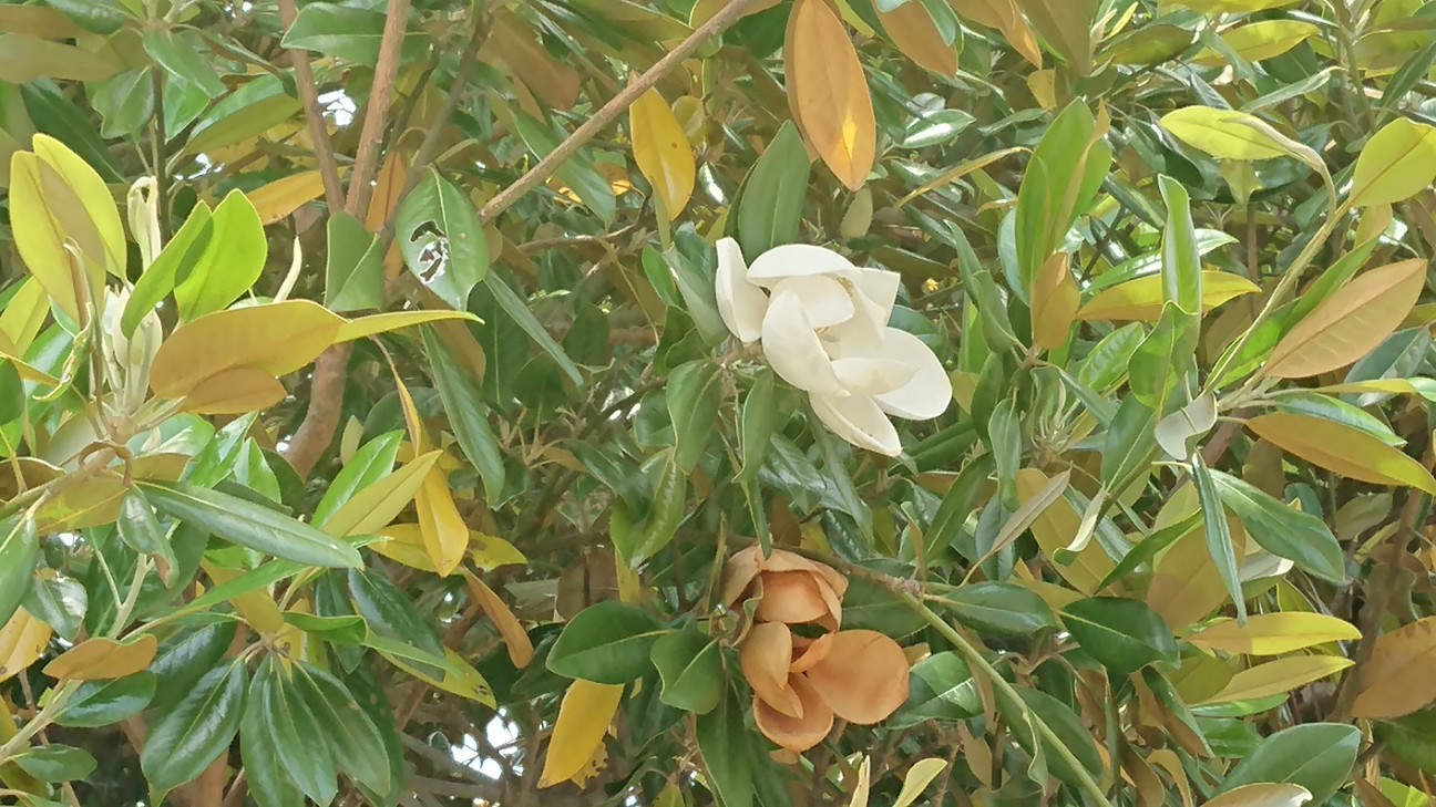 f:id:Okiami:20190531042612j:plain f:id:Okiami:20190531042612j:plain