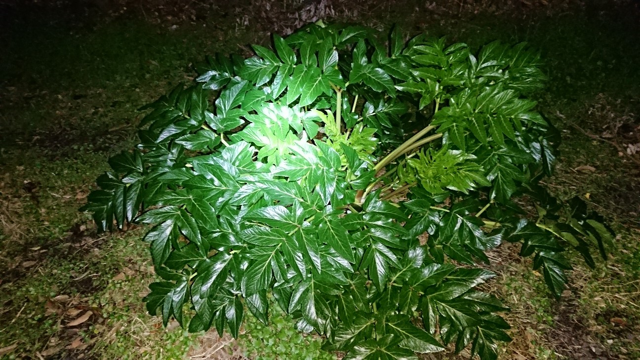 f:id:Okiami:20190605005547j:plain f:id:Okiami:20190605005547j:plain