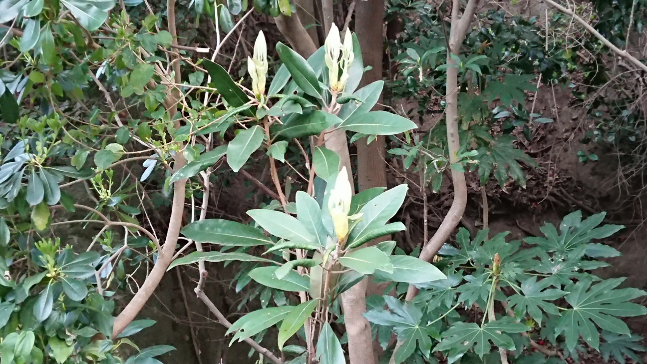 f:id:Okiami:20190605005828j:plain f:id:Okiami:20190605005828j:plain