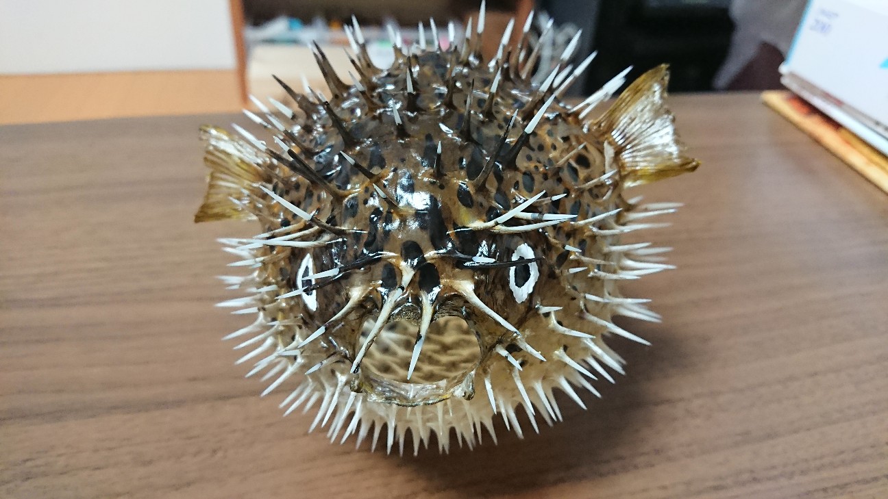 f:id:Okiami:20190605010009j:plain f:id:Okiami:20190605010009j:plain