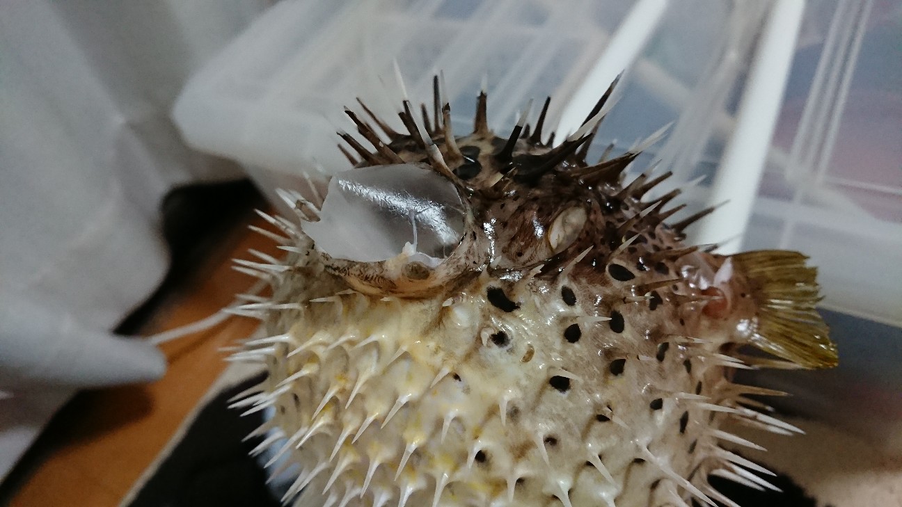 f:id:Okiami:20190605010231j:plain f:id:Okiami:20190605010231j:plain