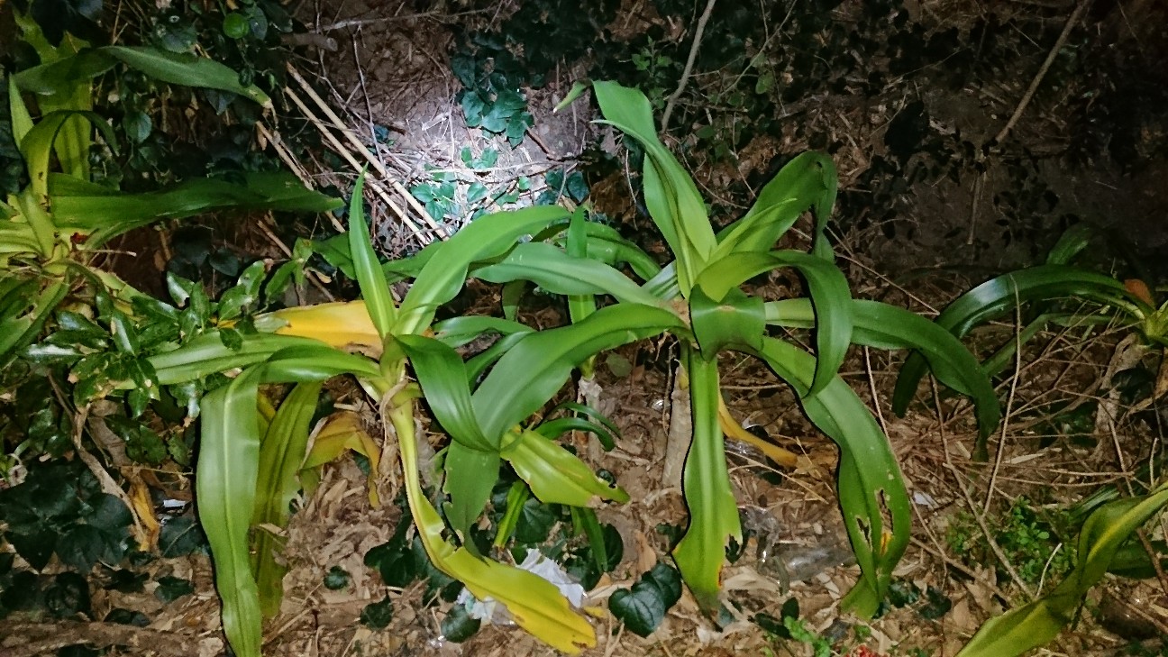 f:id:Okiami:20190605100356j:plain f:id:Okiami:20190605100356j:plain