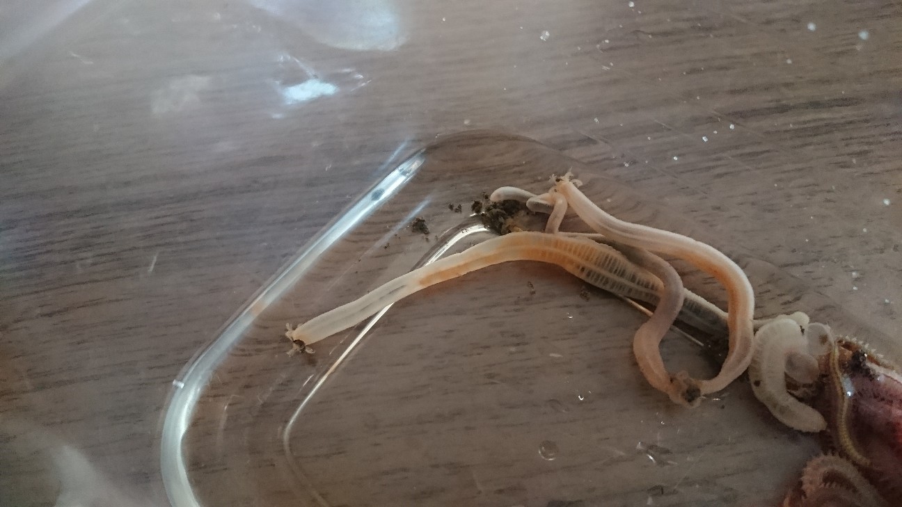 f:id:Okiami:20190606014530j:plain f:id:Okiami:20190606014530j:plain