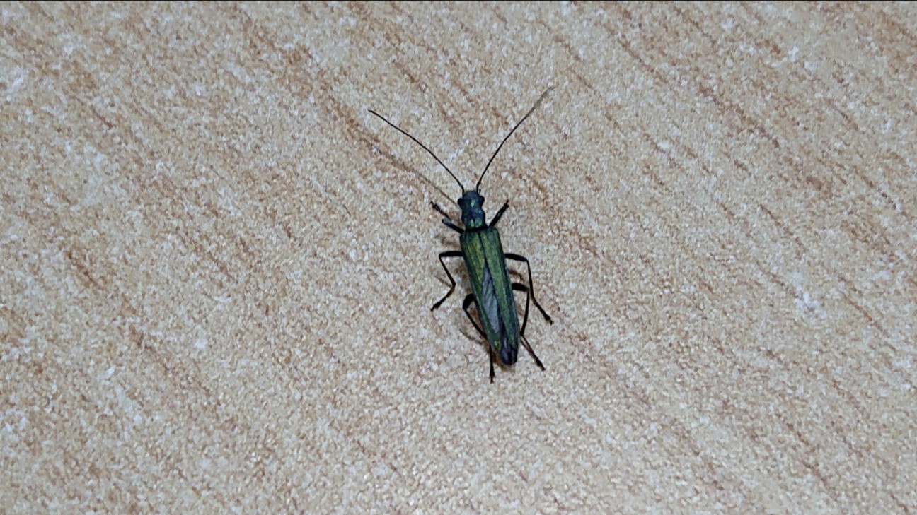 f:id:Okiami:20190606015230j:plain f:id:Okiami:20190606015230j:plain