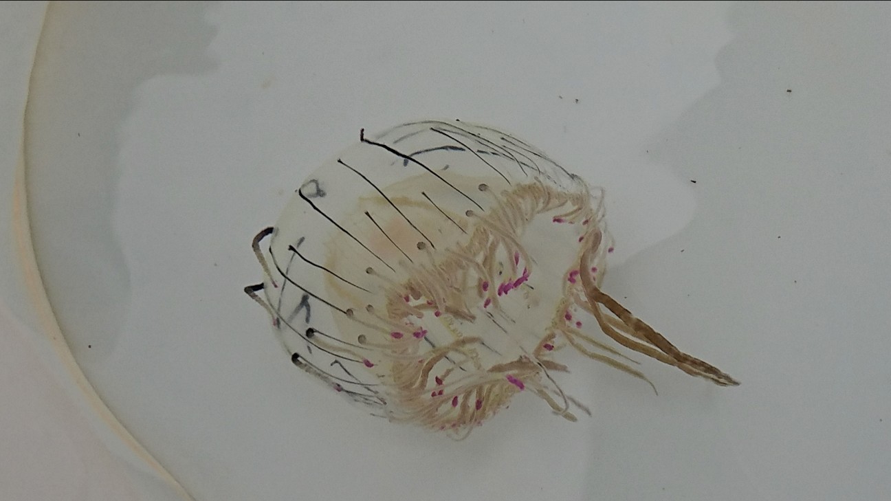 f:id:Okiami:20190609112815j:plain f:id:Okiami:20190609112815j:plain