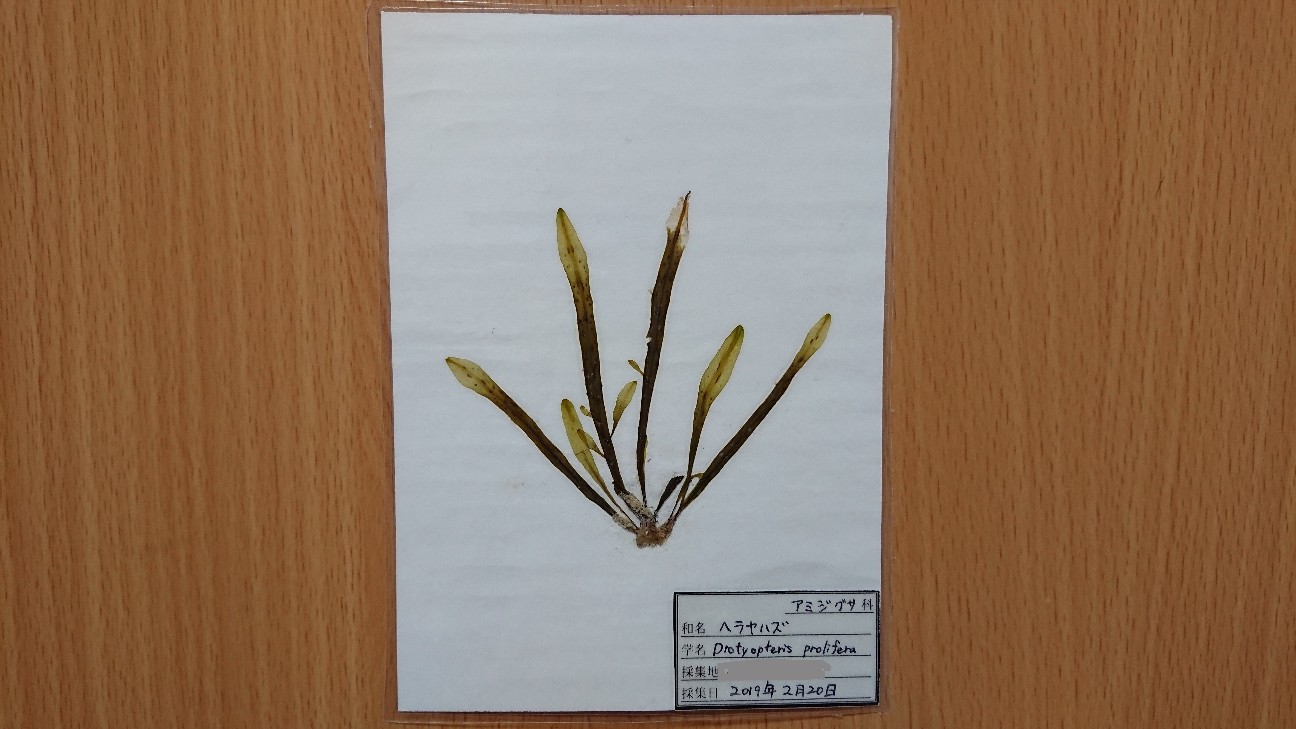 f:id:Okiami:20190610144353j:plain f:id:Okiami:20190610144353j:plain