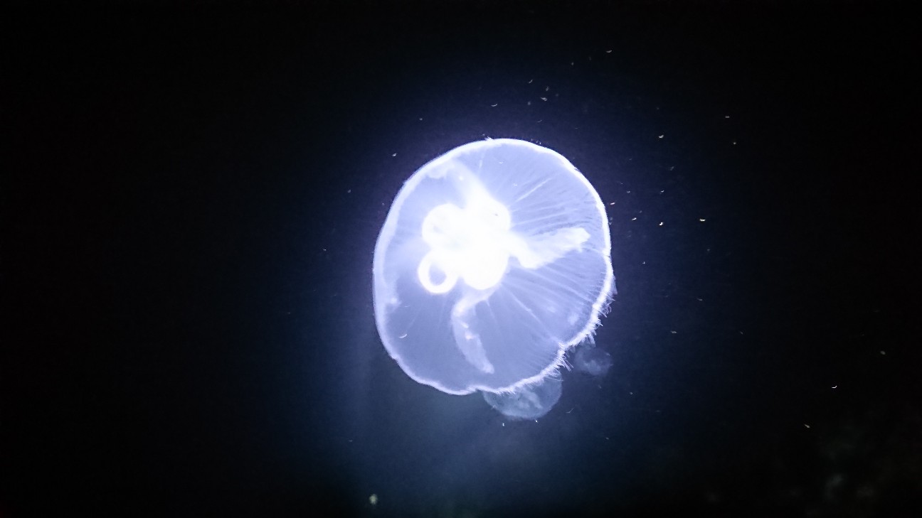 f:id:Okiami:20190612001038j:plain f:id:Okiami:20190612001038j:plain