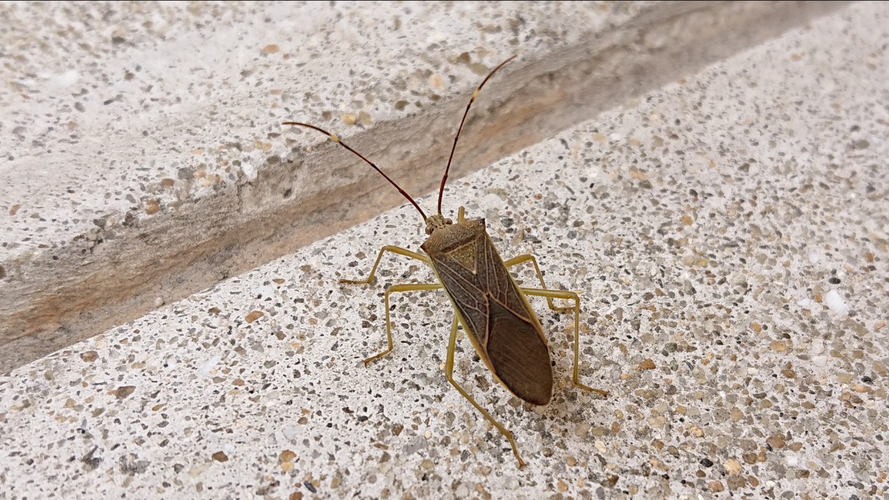 f:id:Okiami:20190612005416j:plain f:id:Okiami:20190612005416j:plain