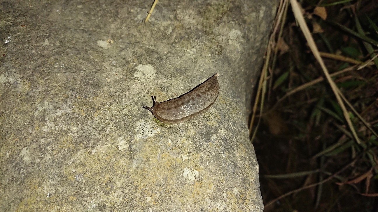 f:id:Okiami:20190613195142j:plain f:id:Okiami:20190613195142j:plain