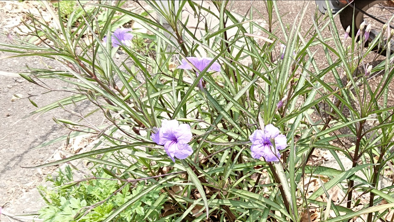 f:id:Okiami:20190622013639j:plain f:id:Okiami:20190622013639j:plain
