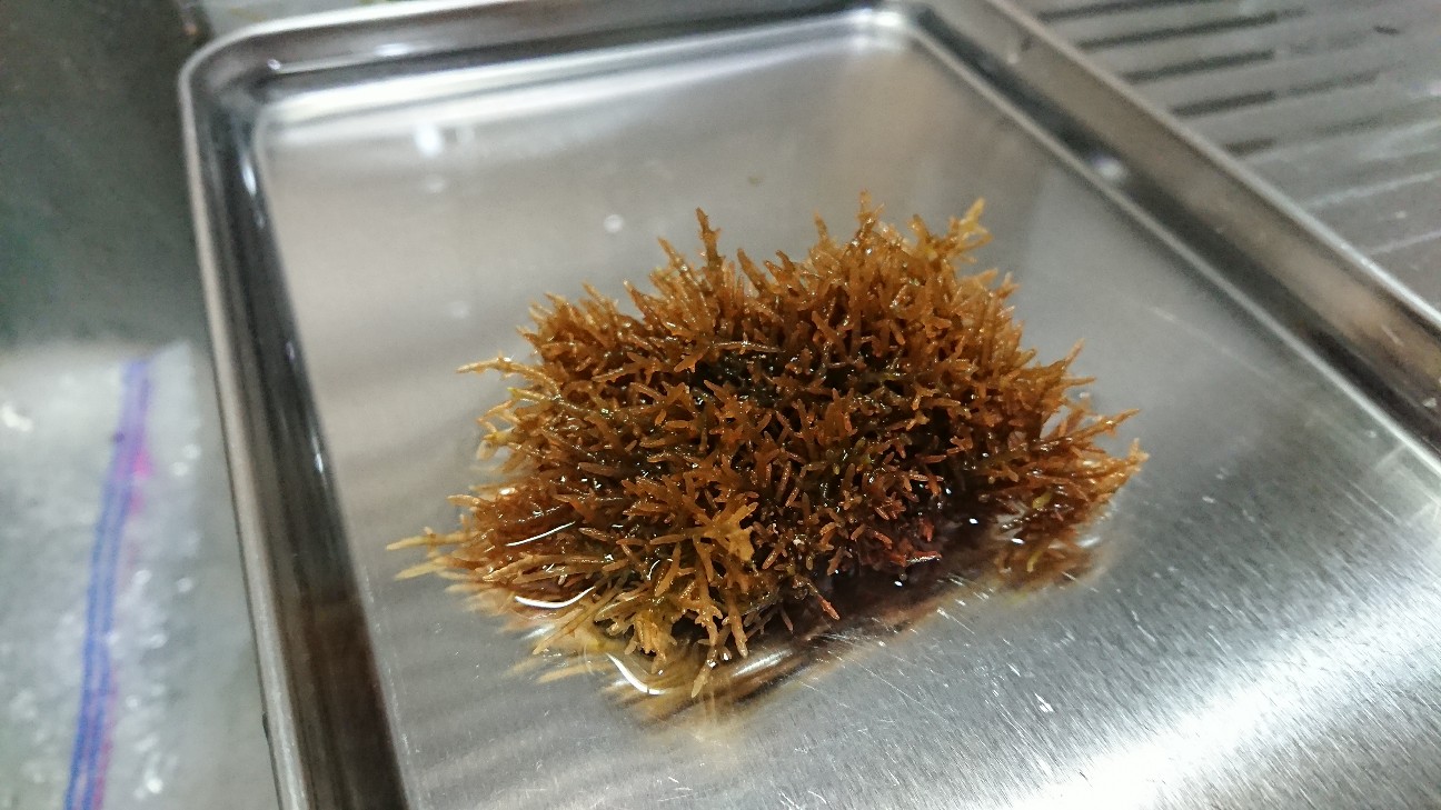 f:id:Okiami:20190706013419j:plain f:id:Okiami:20190706013419j:plain