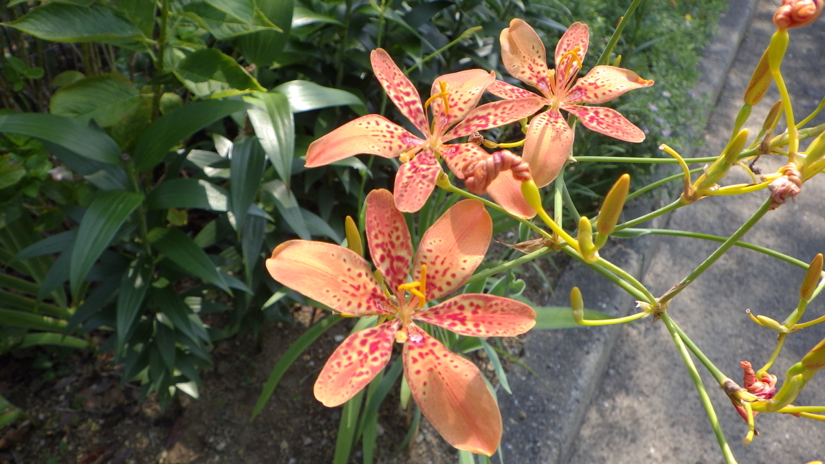 f:id:Okiami:20190826221602j:plain f:id:Okiami:20190826221602j:plain