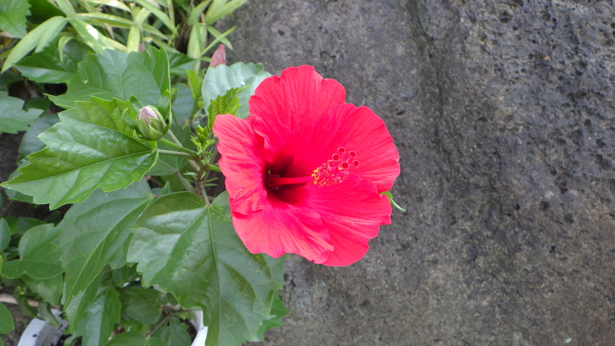 f:id:Okiami:20190826221633j:plain f:id:Okiami:20190826221633j:plain