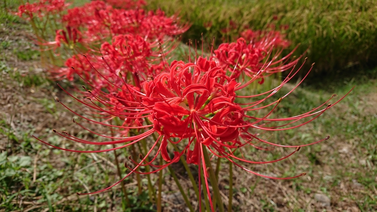 f:id:Okiami:20191113234642j:plain f:id:Okiami:20191113234642j:plain