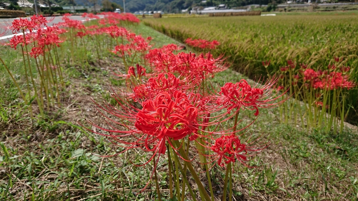f:id:Okiami:20191113235136j:plain f:id:Okiami:20191113235136j:plain