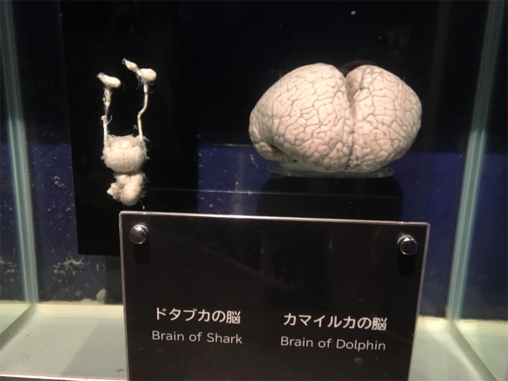 f:id:Okinawa-US:20180422180249j:image