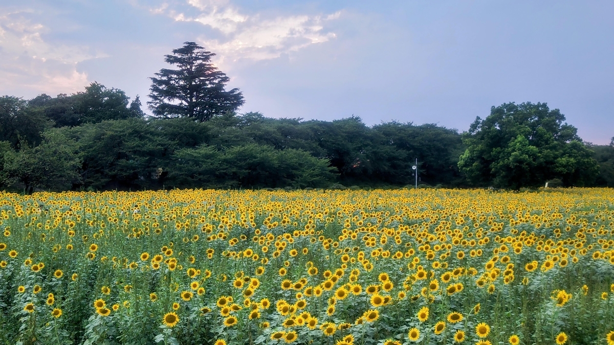 権現堂公園（ひまわり）
