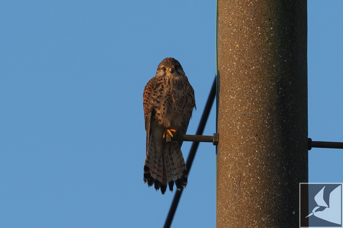 f:id:Okiyasu:20200127192332j:plain