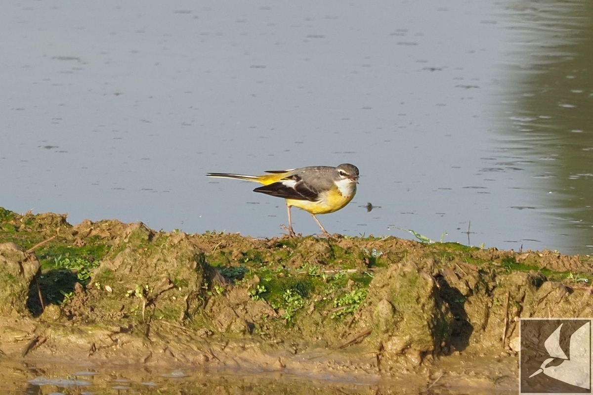 f:id:Okiyasu:20200127192957j:plain