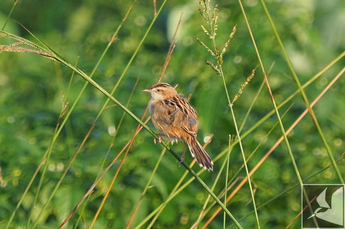 f:id:Okiyasu:20200127193049j:plain