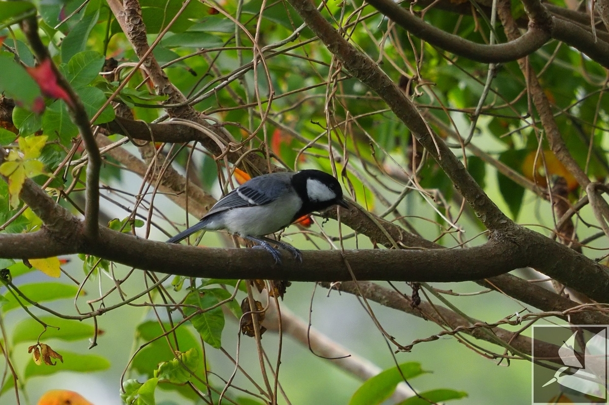 f:id:Okiyasu:20200127194000j:plain