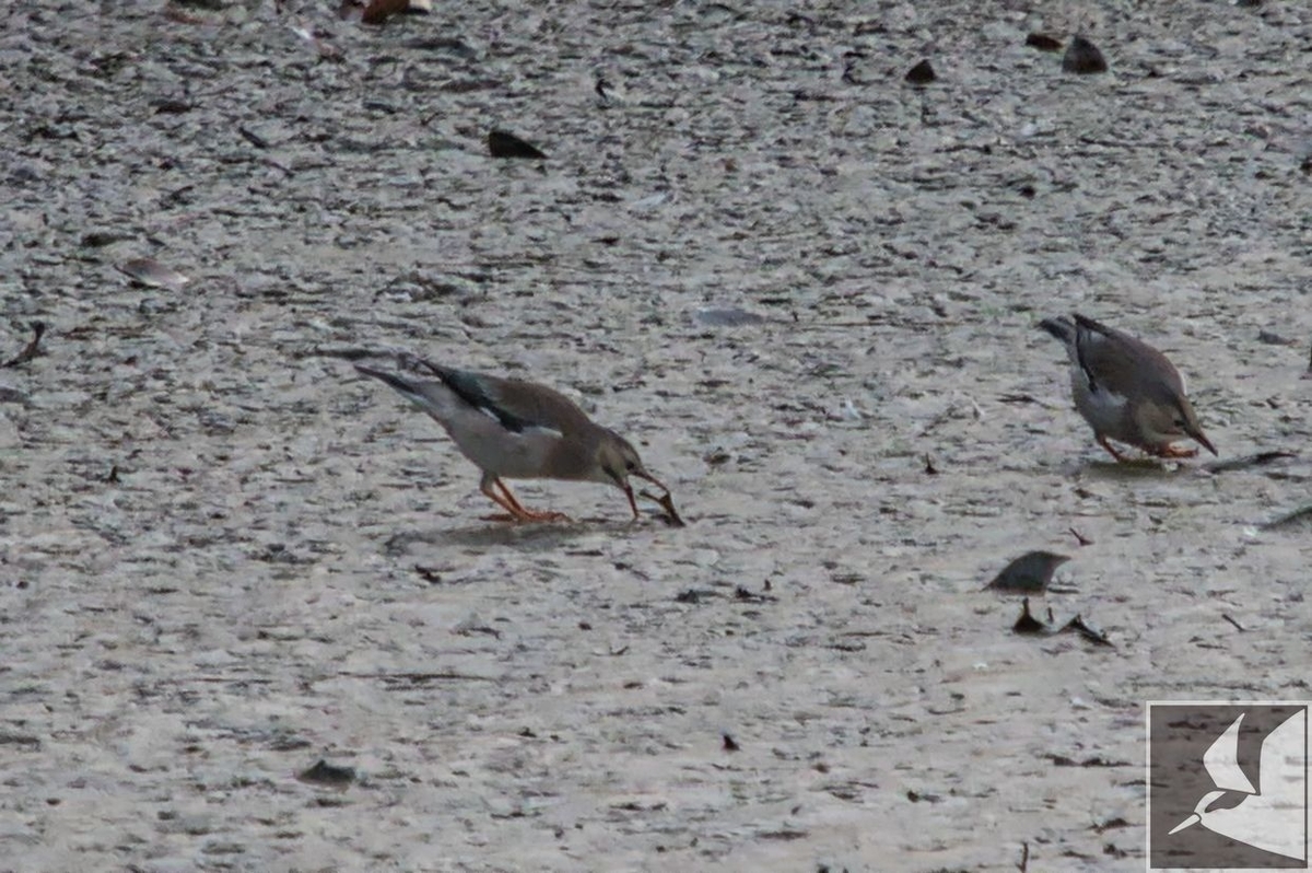 f:id:Okiyasu:20200224070728j:plain