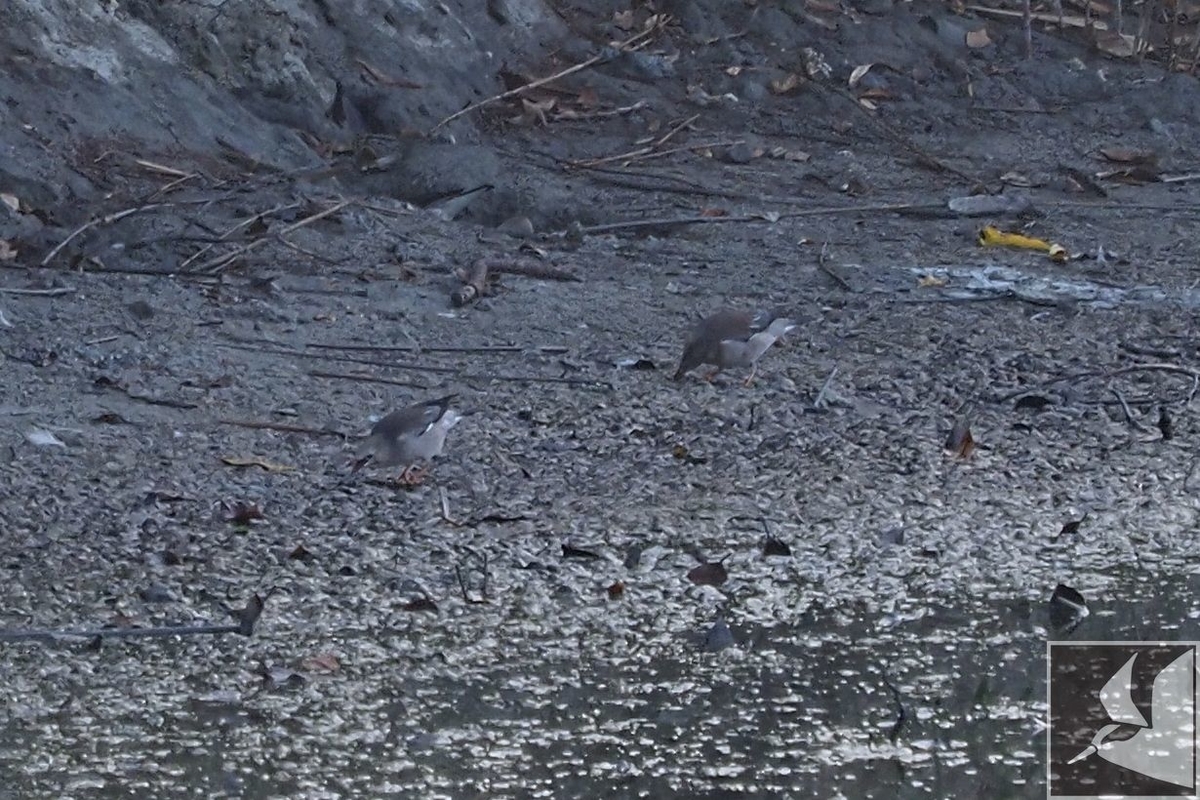 f:id:Okiyasu:20200224073213j:plain