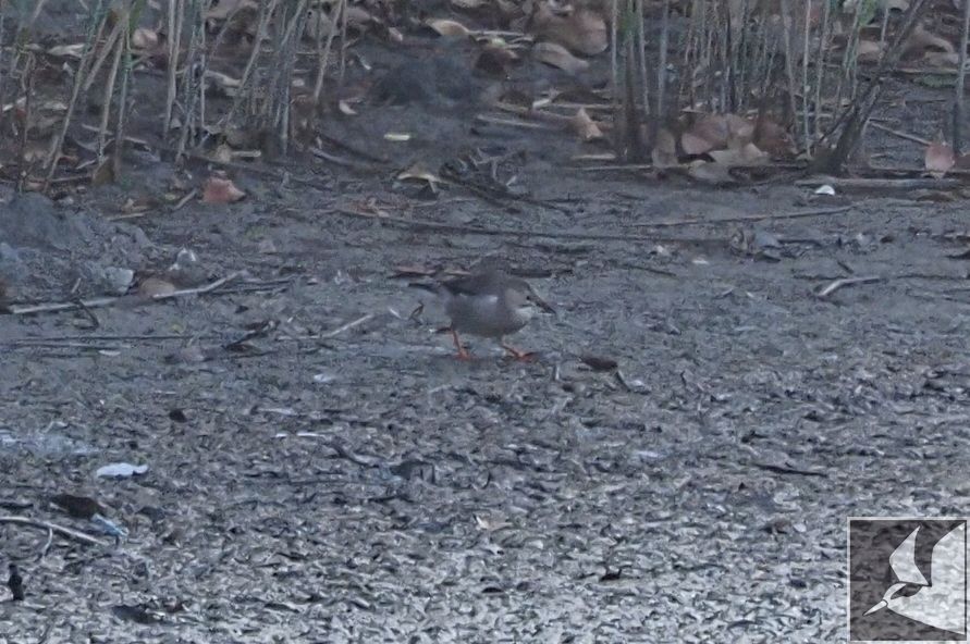 f:id:Okiyasu:20200224073316j:plain