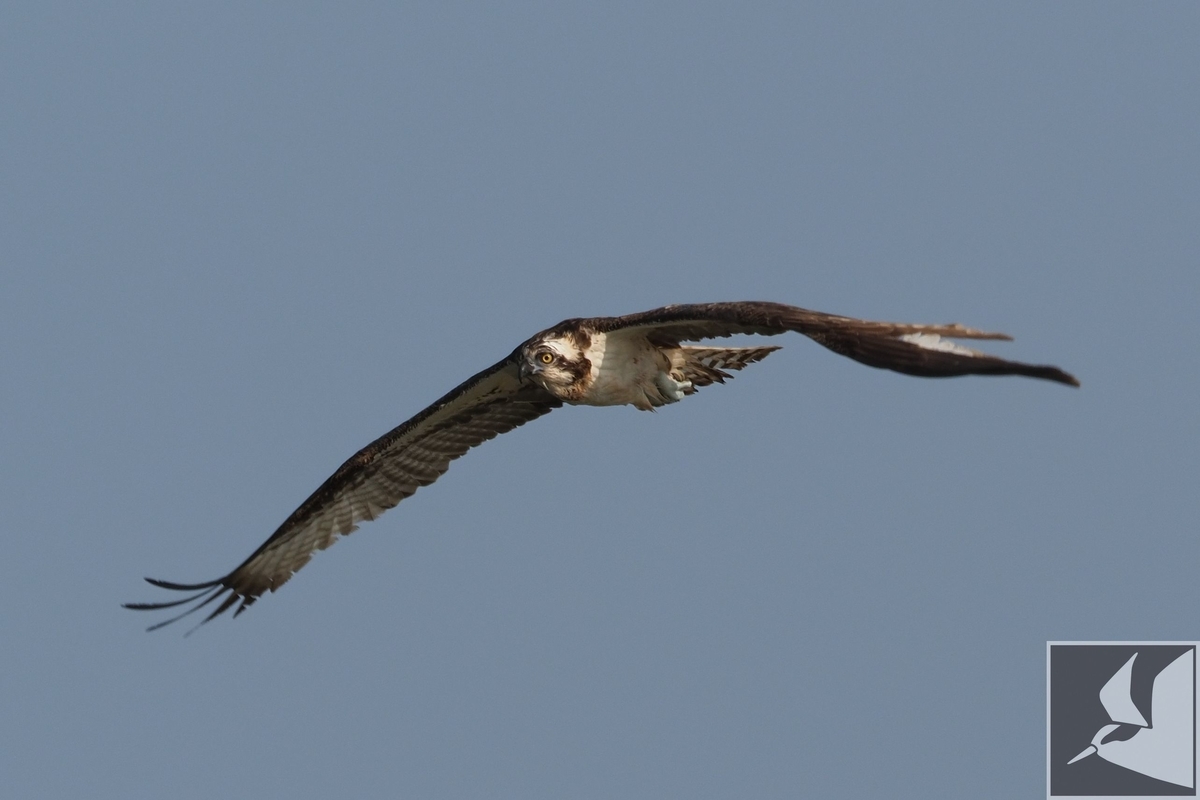 f:id:Okiyasu:20200224164530j:plain