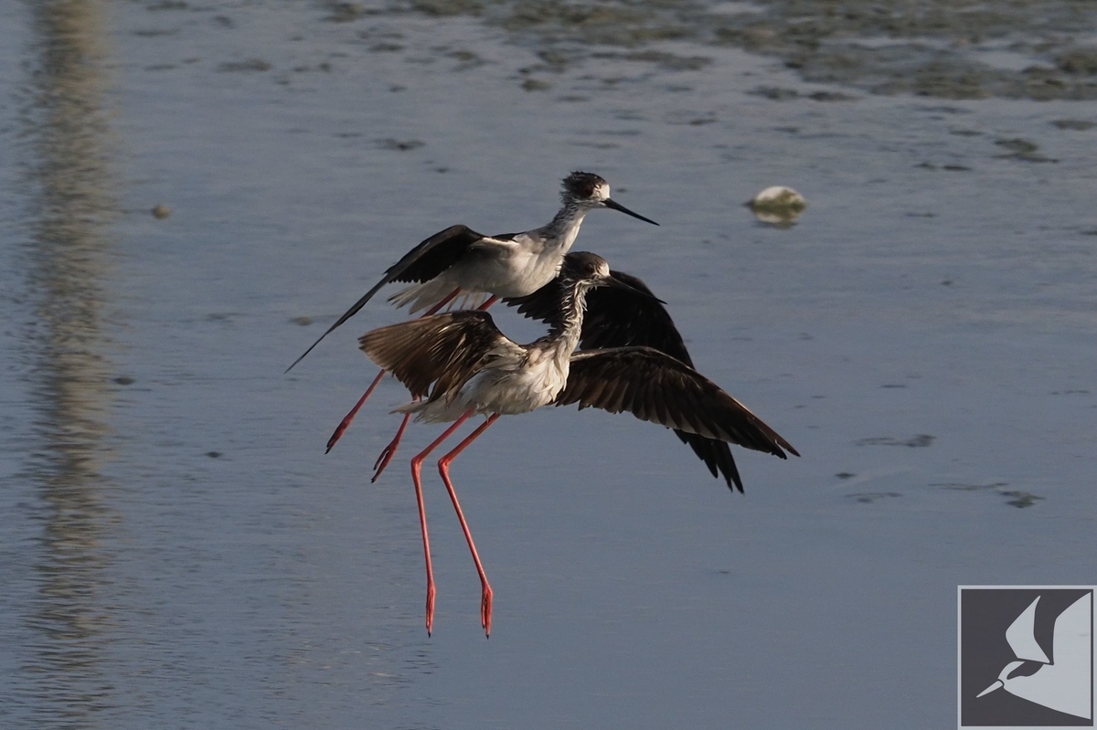 f:id:Okiyasu:20200224164559j:plain