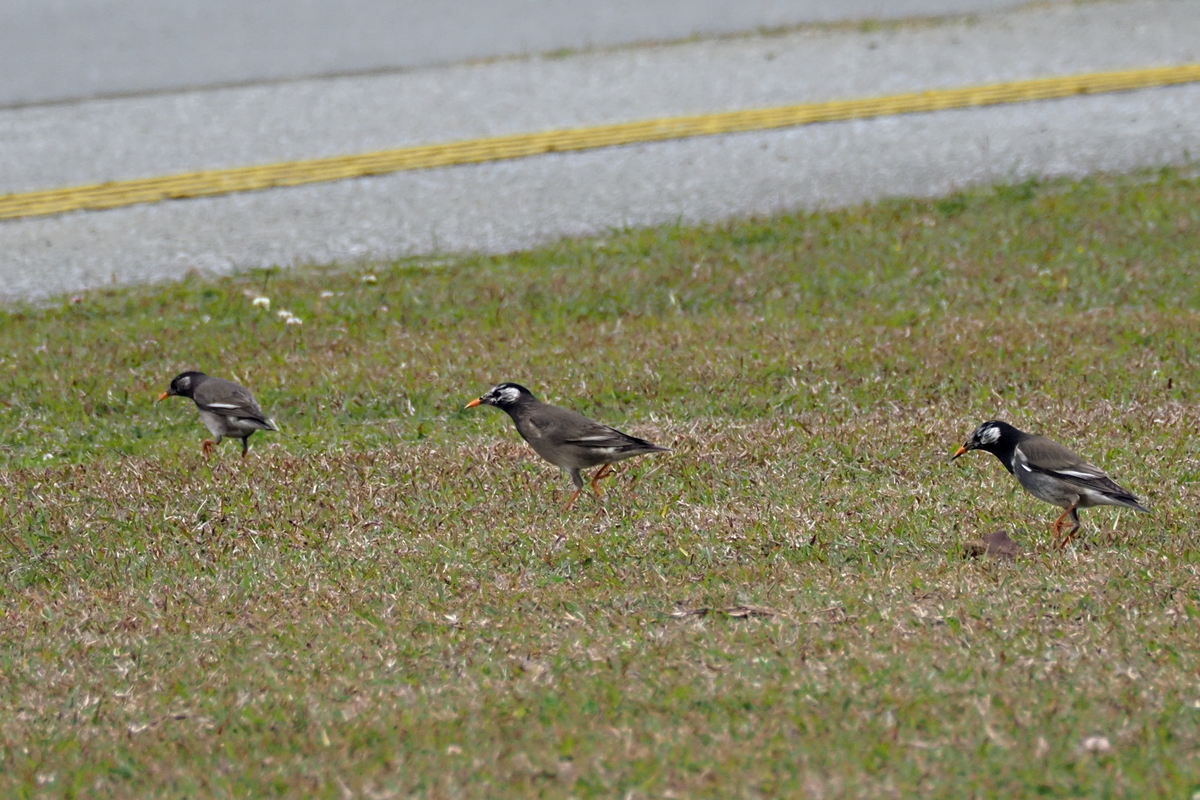 ムクドリ 沖縄で野鳥観察