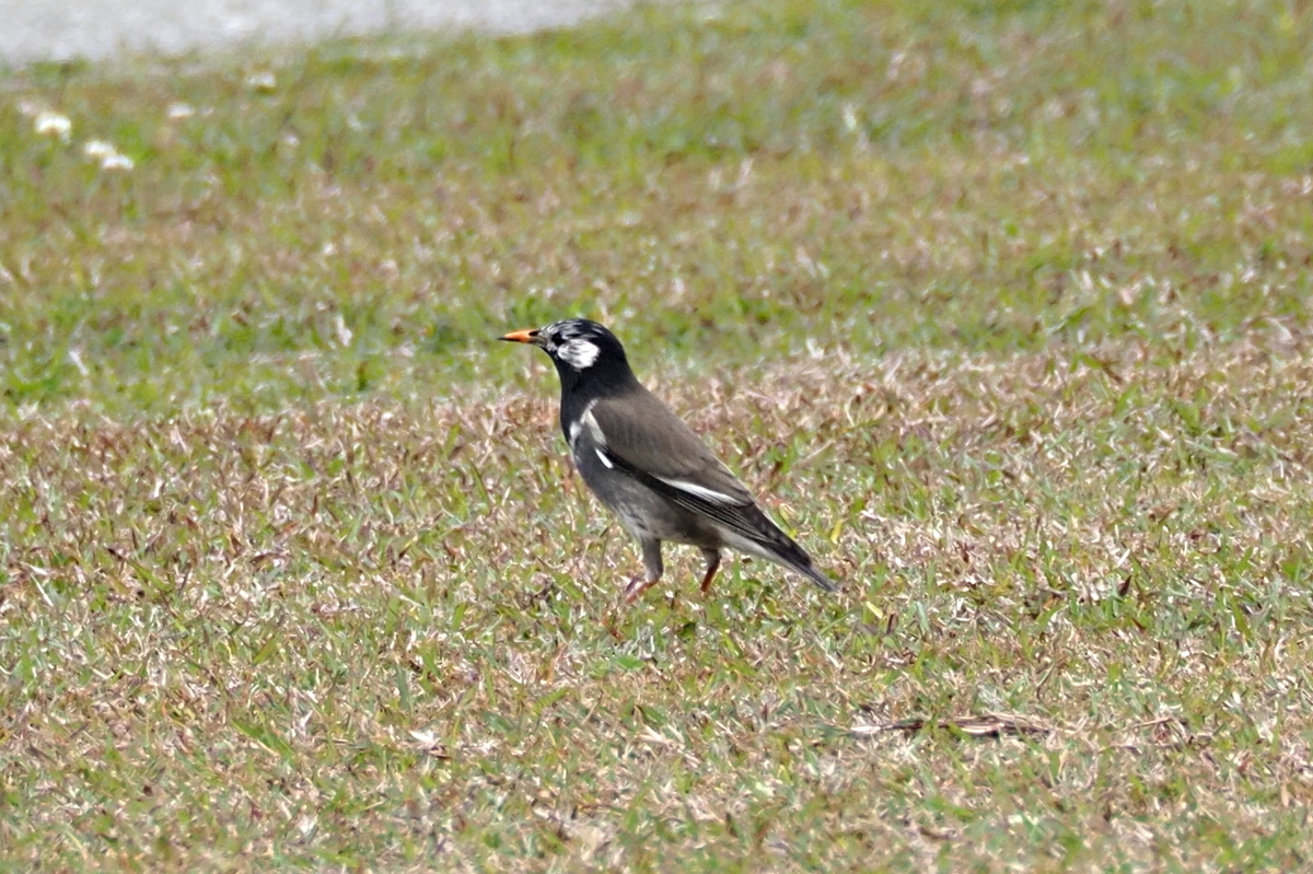 ムクドリ - 沖縄で野鳥観察