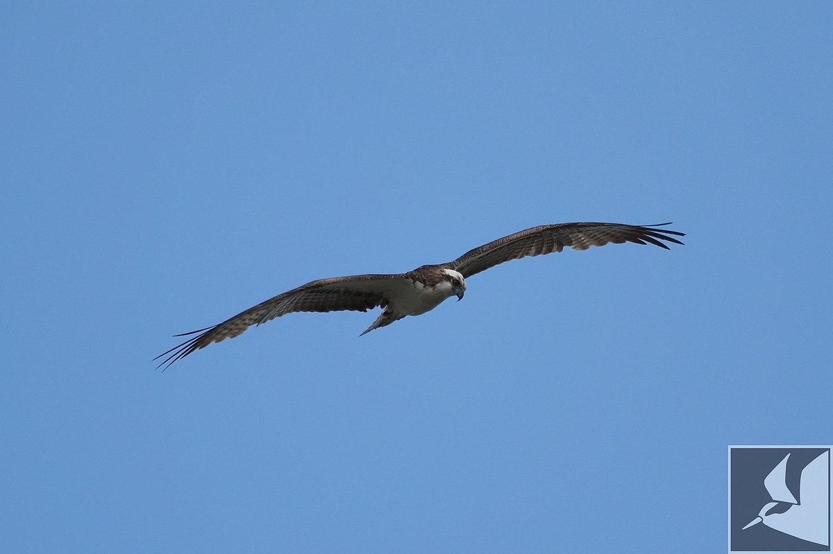 f:id:Okiyasu:20200331211832j:plain